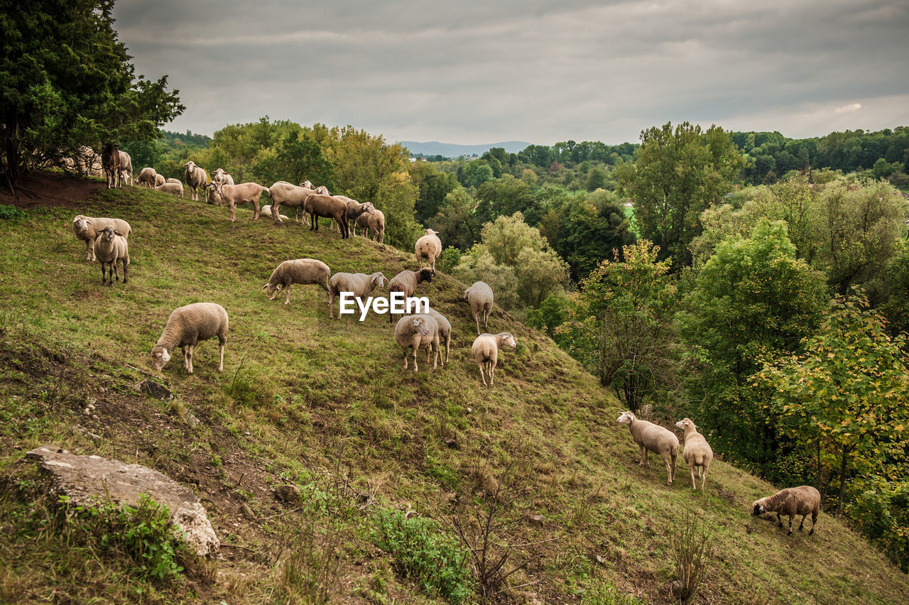 Goat and sheep grazing on grassy hill by forest