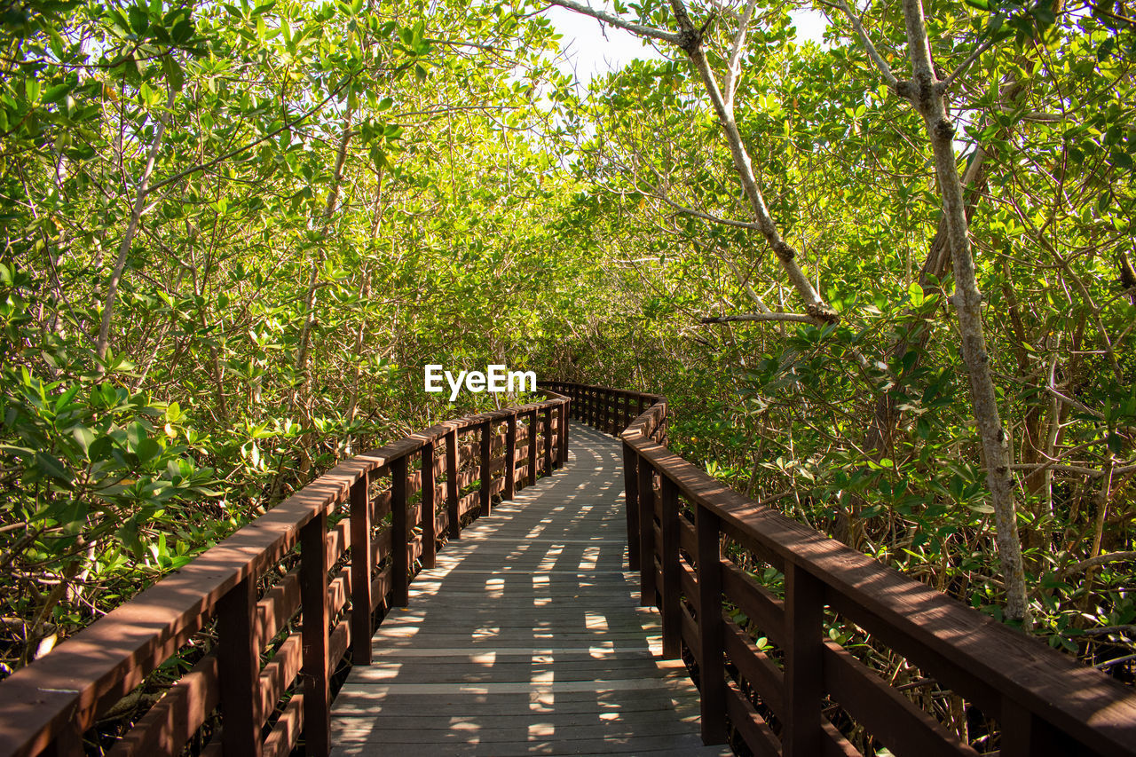 A boardwalk going through a lush and bright green forest