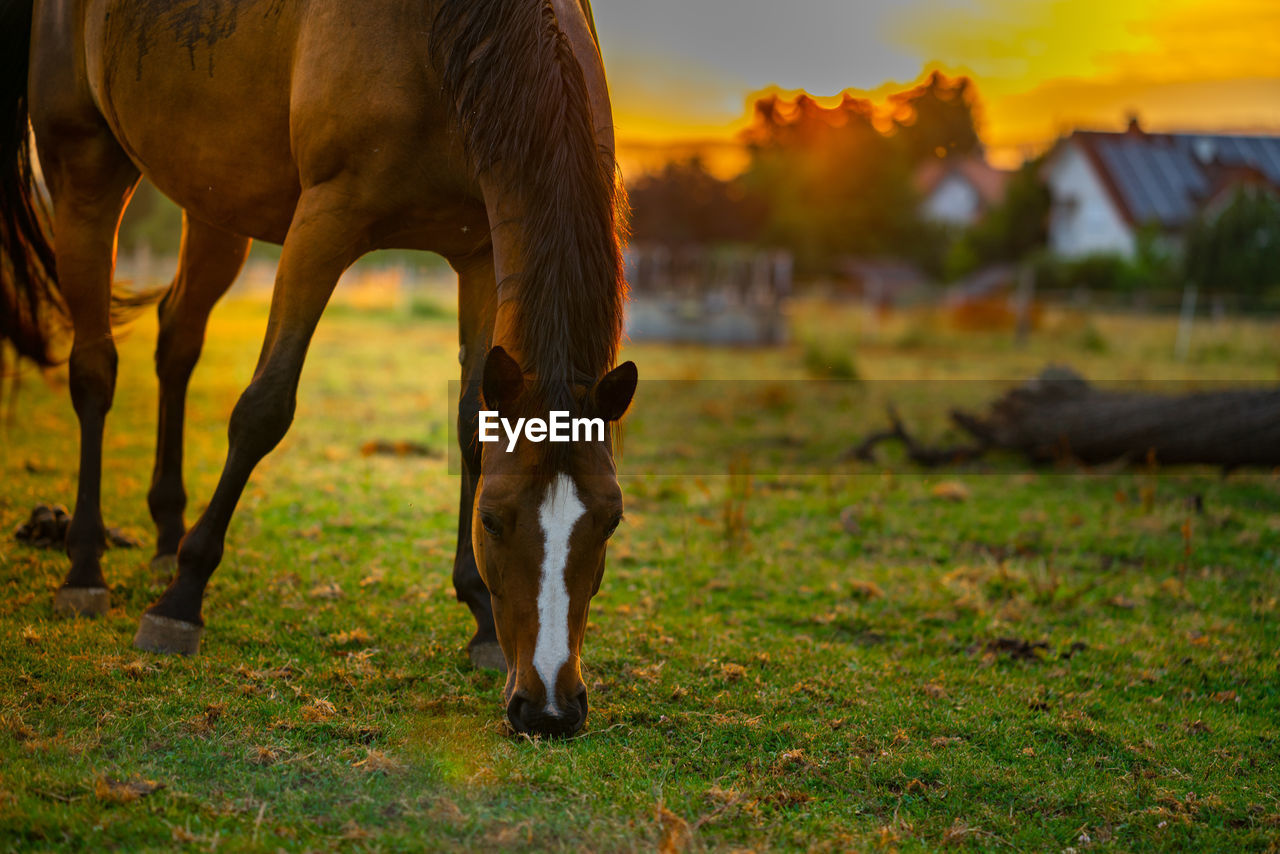 HORSES GRAZING IN FIELD