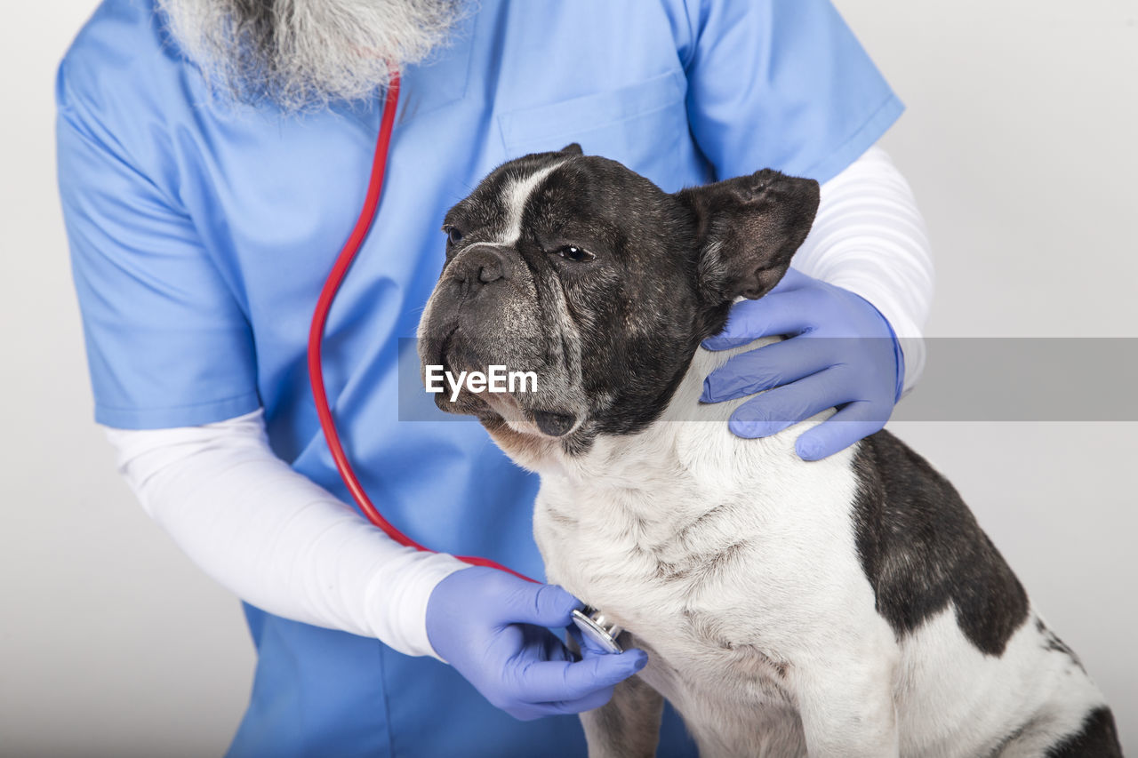 Veterinarian man examining a cute small dog by using stethoscope, isolated on white background.