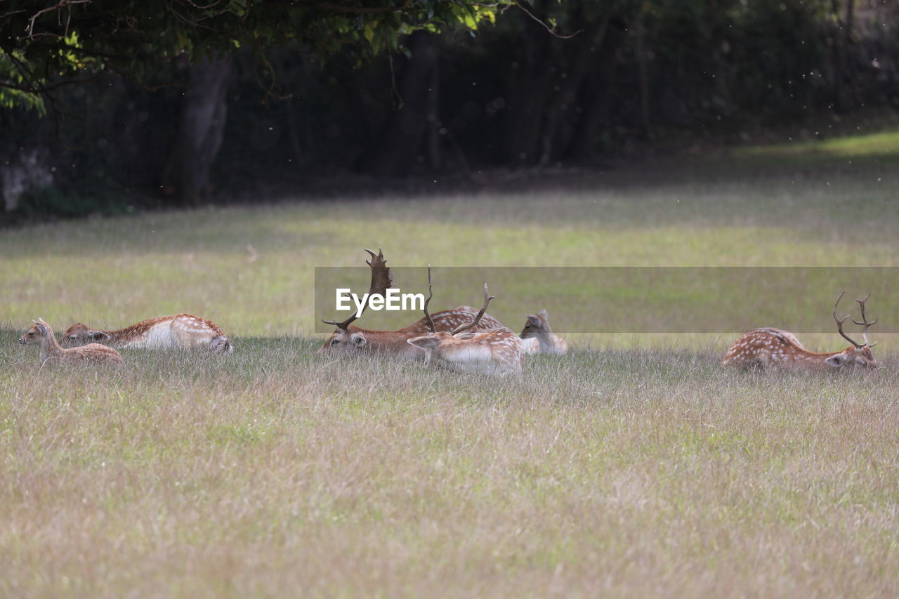 DUCKS ON GRASS