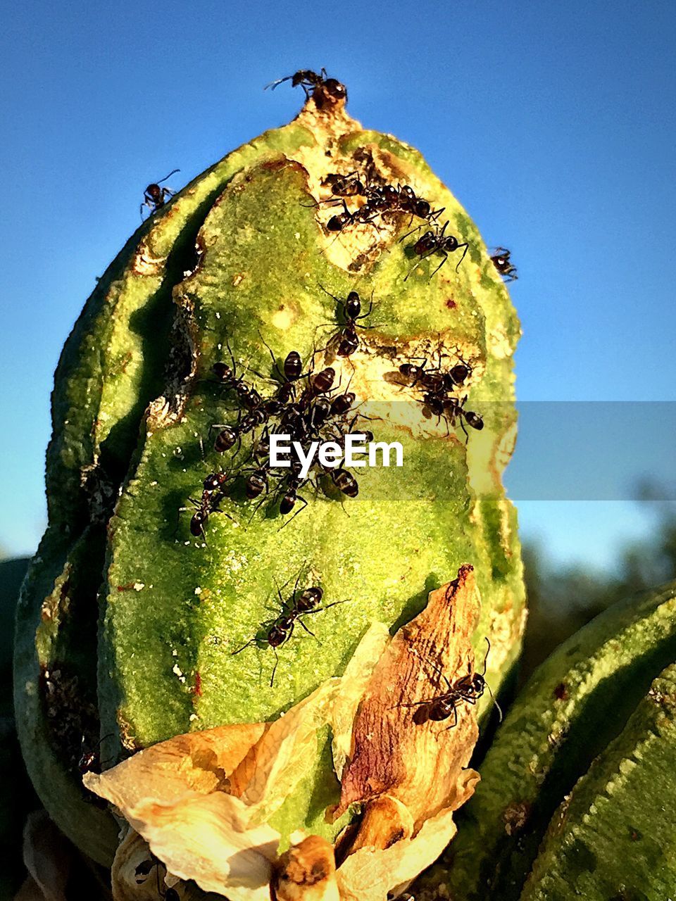 Ants on bud of yucca plant