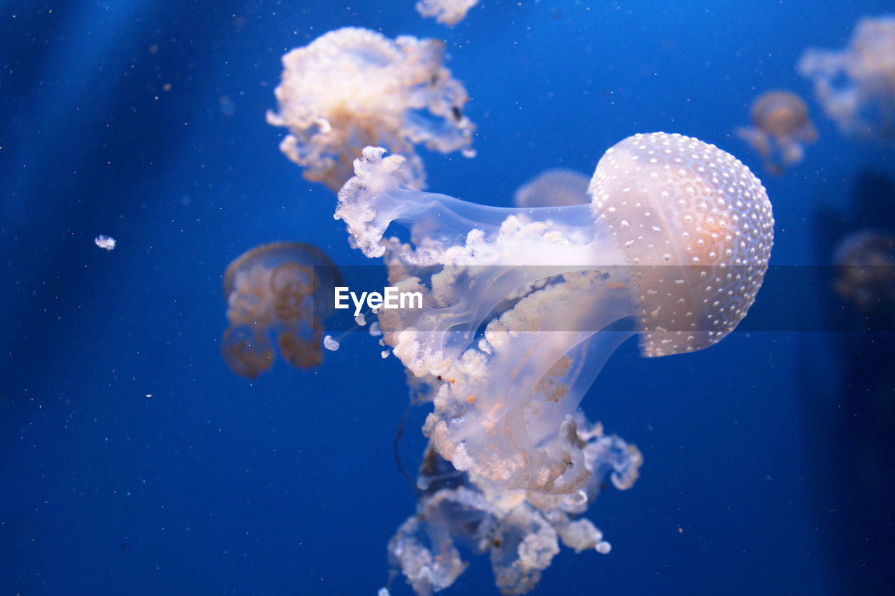 Close-up of jellyfish swimming in water