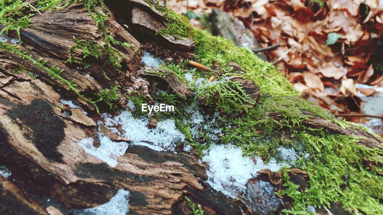 LOW ANGLE VIEW OF TREES