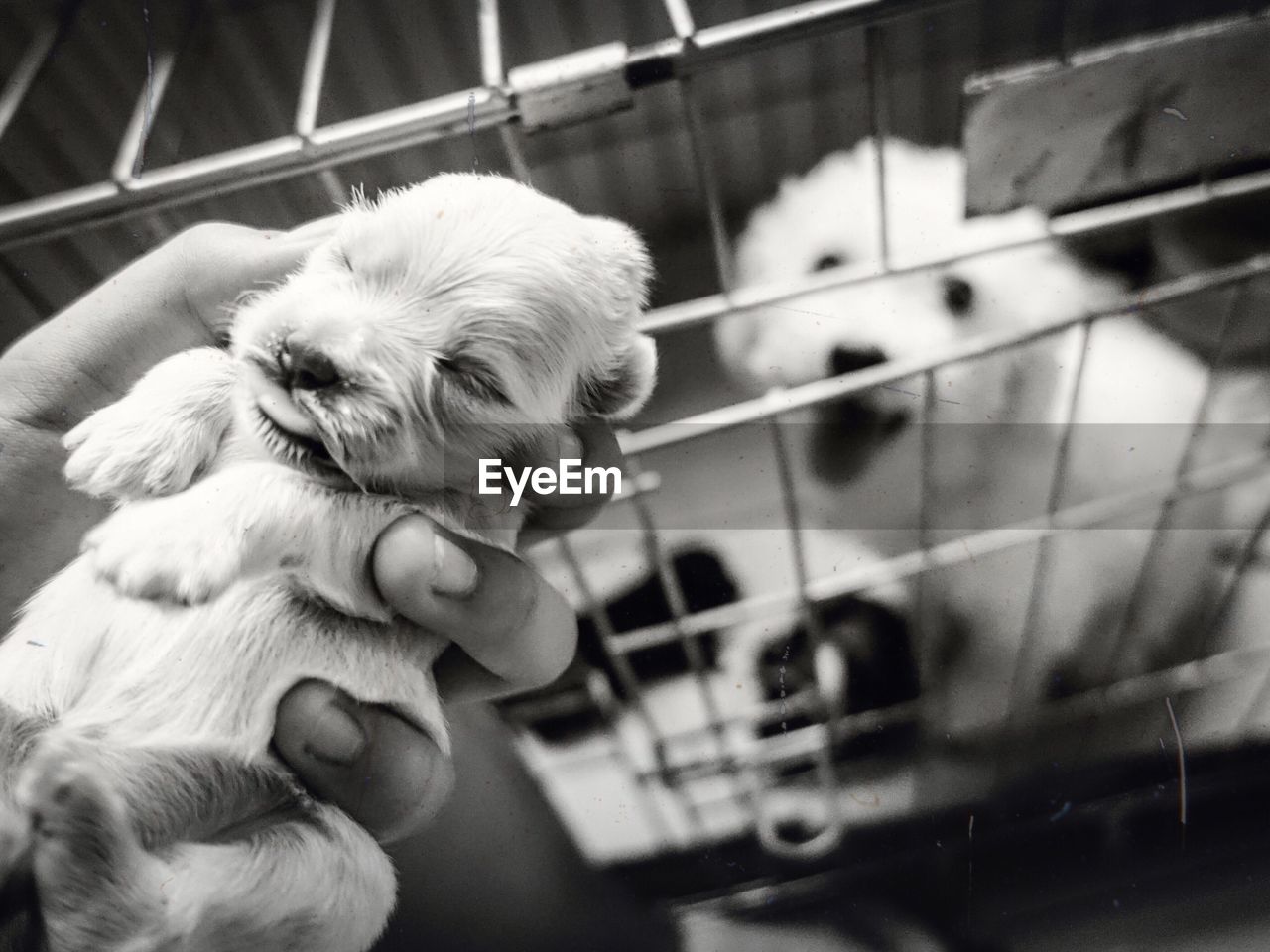 Close-up of person holding puppy