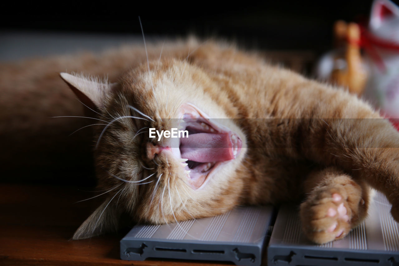It's muji, my lovely cat. sleeping on the wooden table.