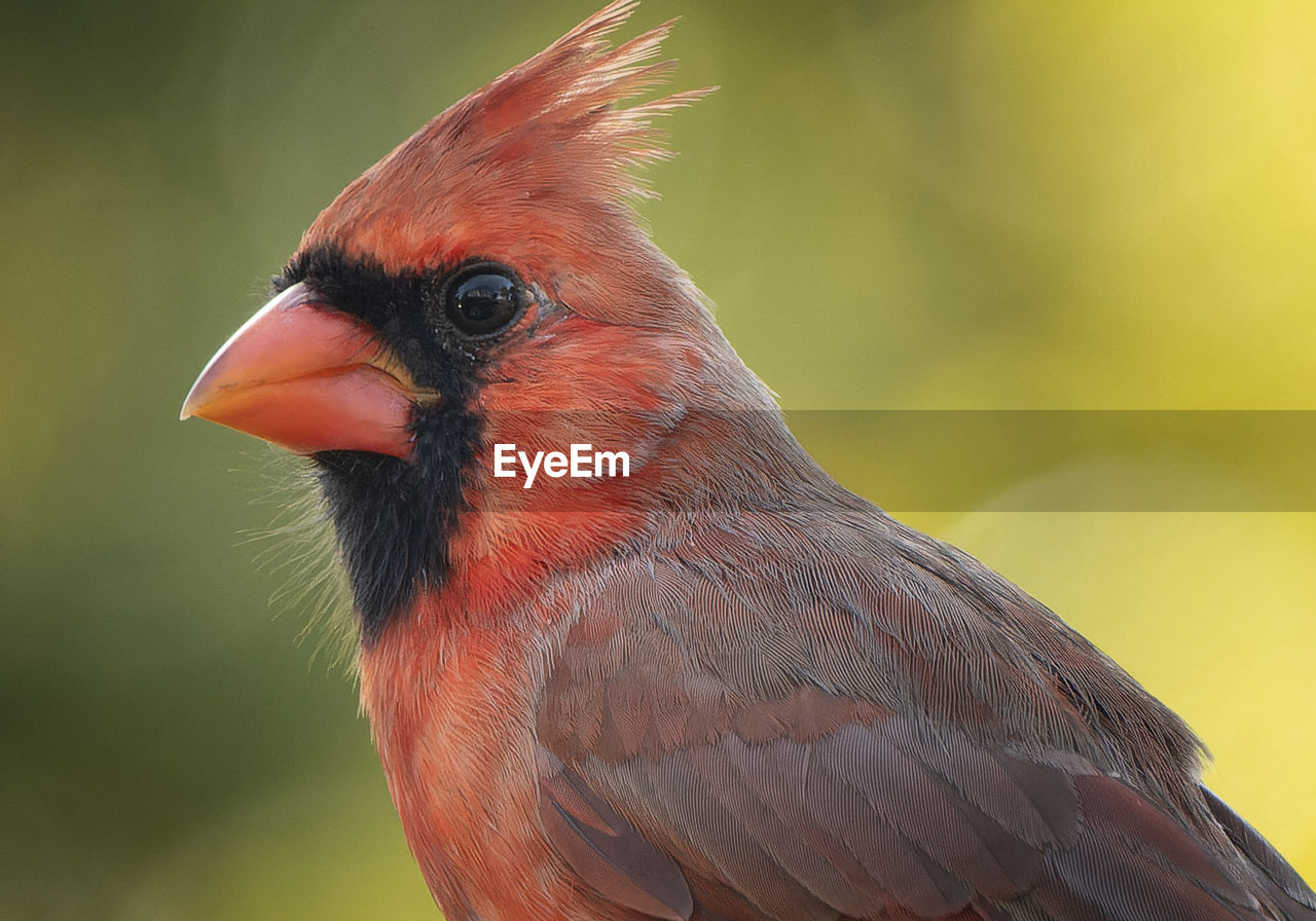 bird, animal themes, animal, beak, one animal, animal wildlife, wildlife, close-up, animal body part, red, multi colored, nature, no people, focus on foreground, outdoors, feather
