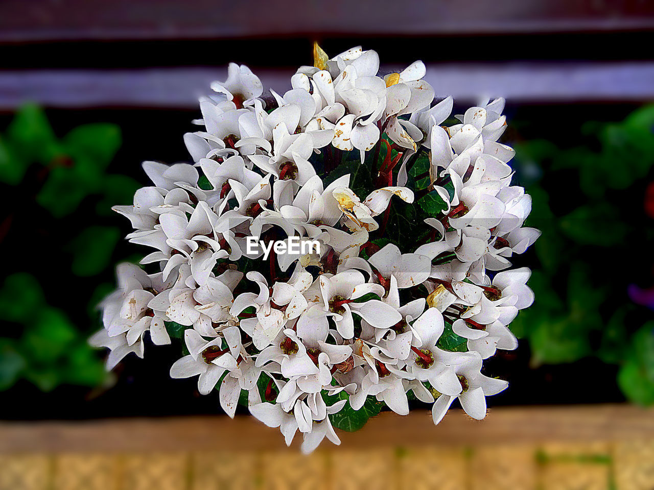 CLOSE-UP OF WHITE FLOWERS BLOOMING