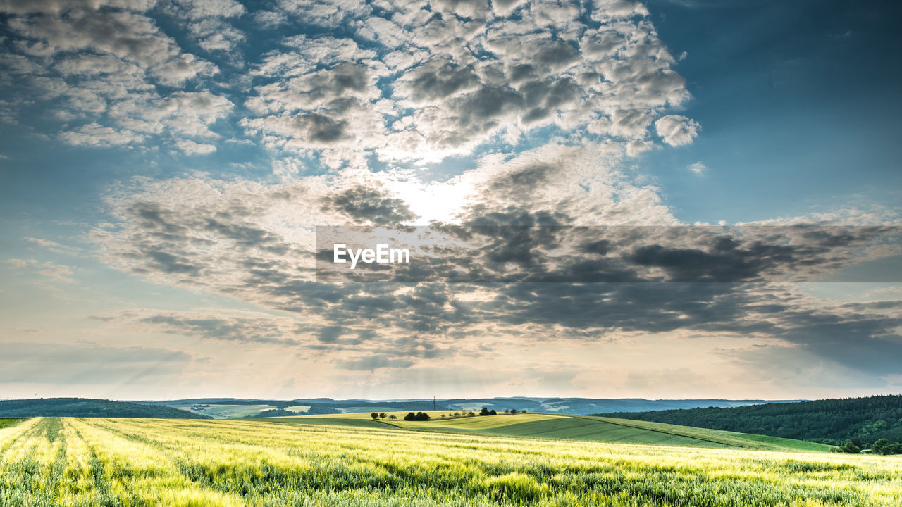 Scenic view of agricultural field against sky