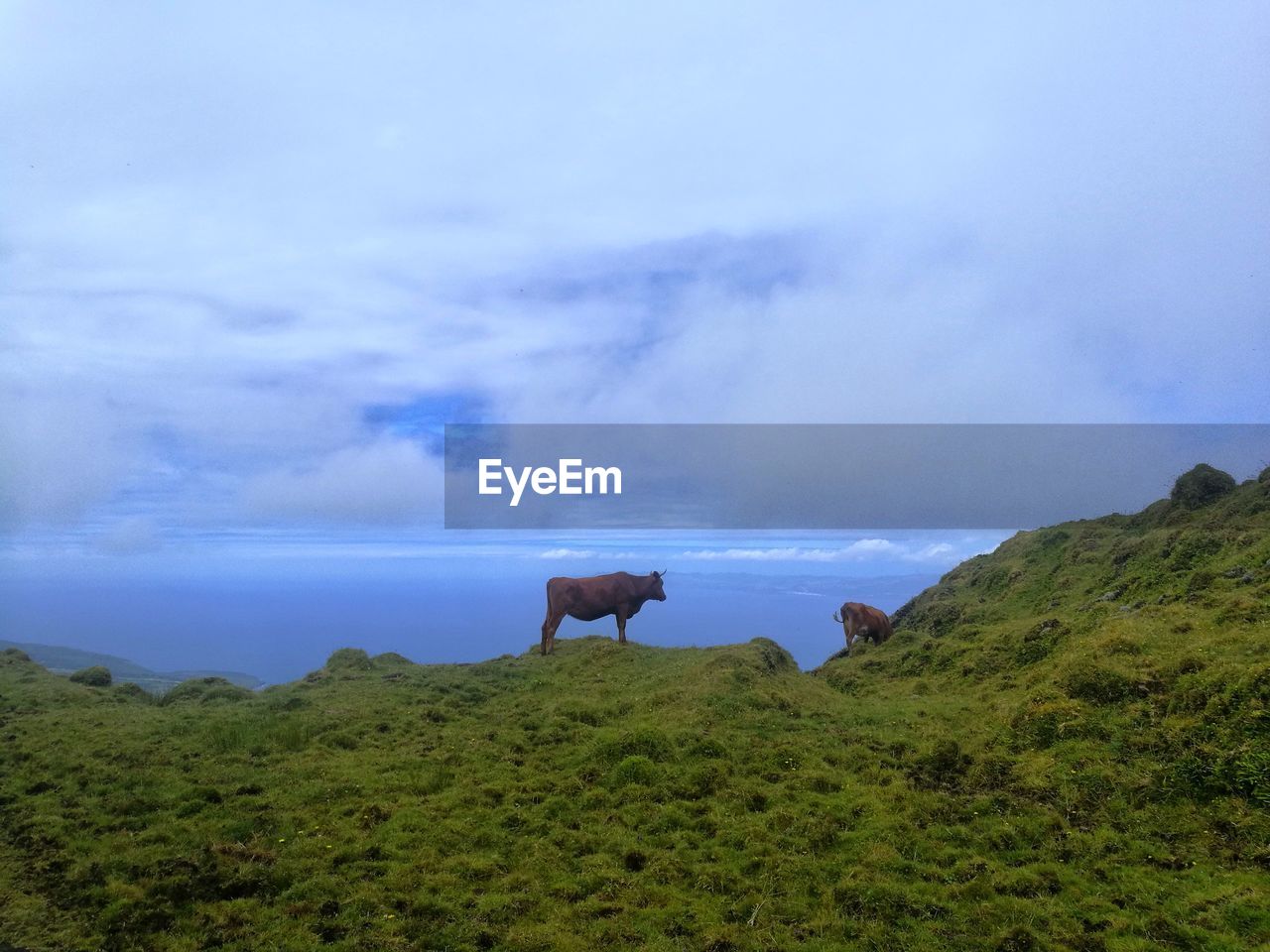 Cow grazing in a field