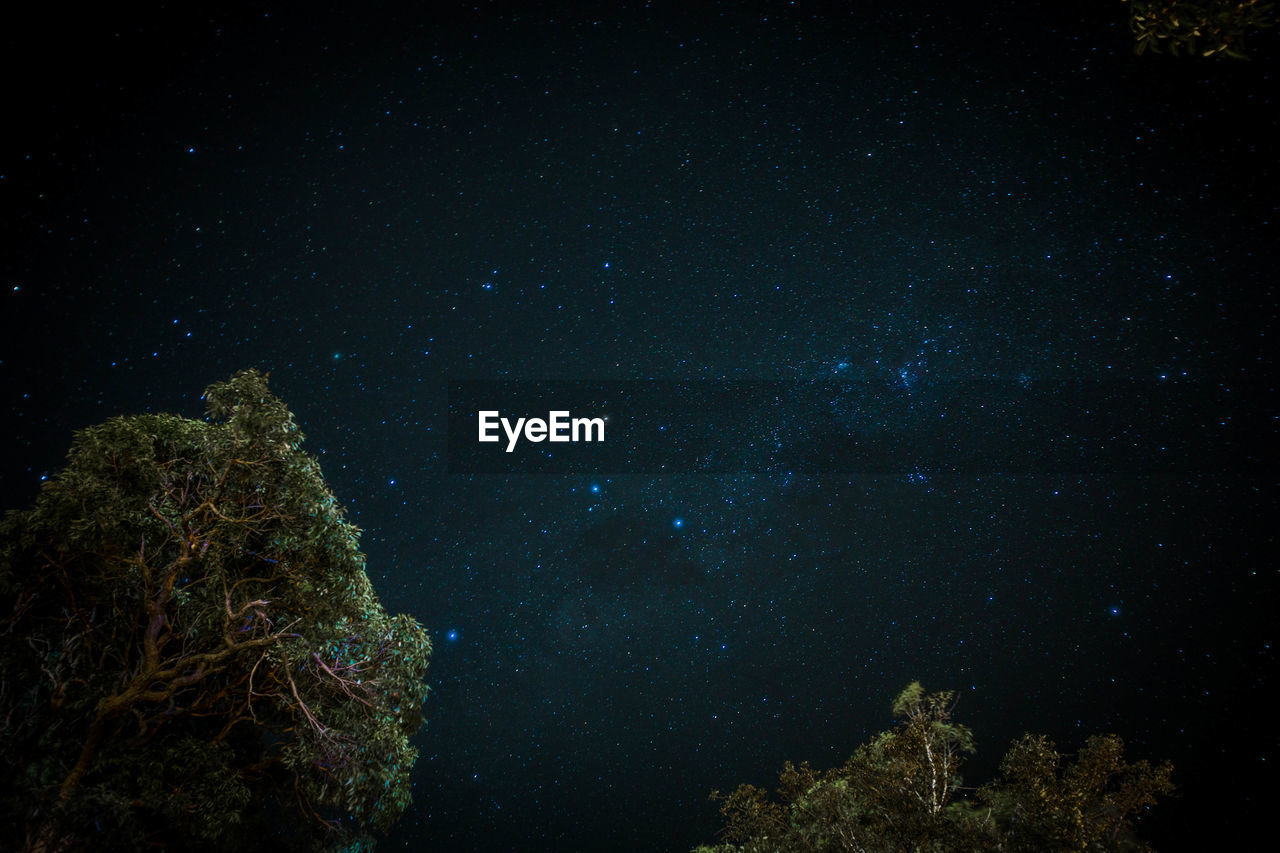 Low angle view of trees against star field at night