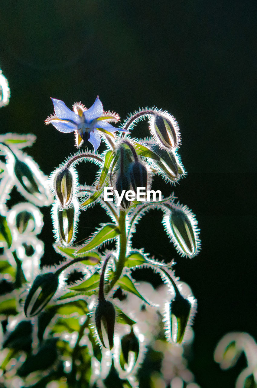 Borage flower blooming outdoors