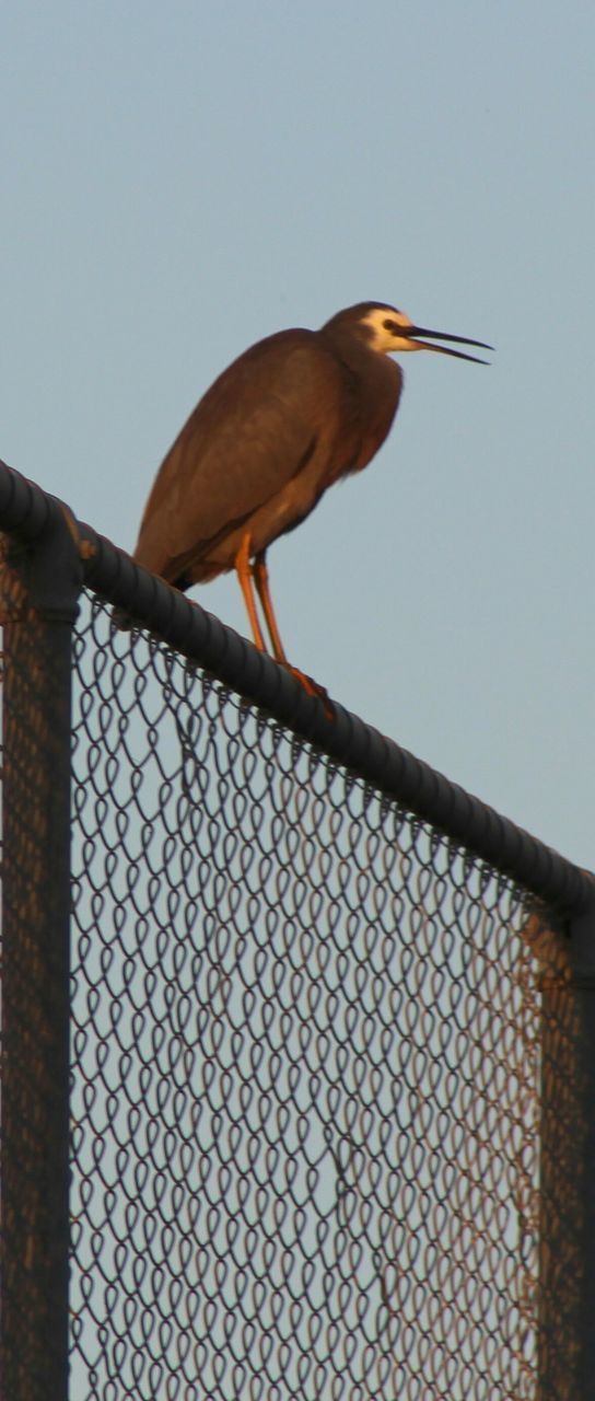 LOW ANGLE VIEW OF BIRD PERCHING ON POWER LINE