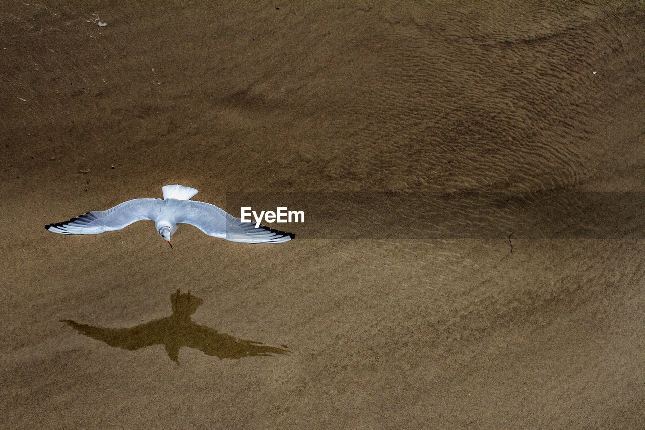High angle view of bird flying over sand