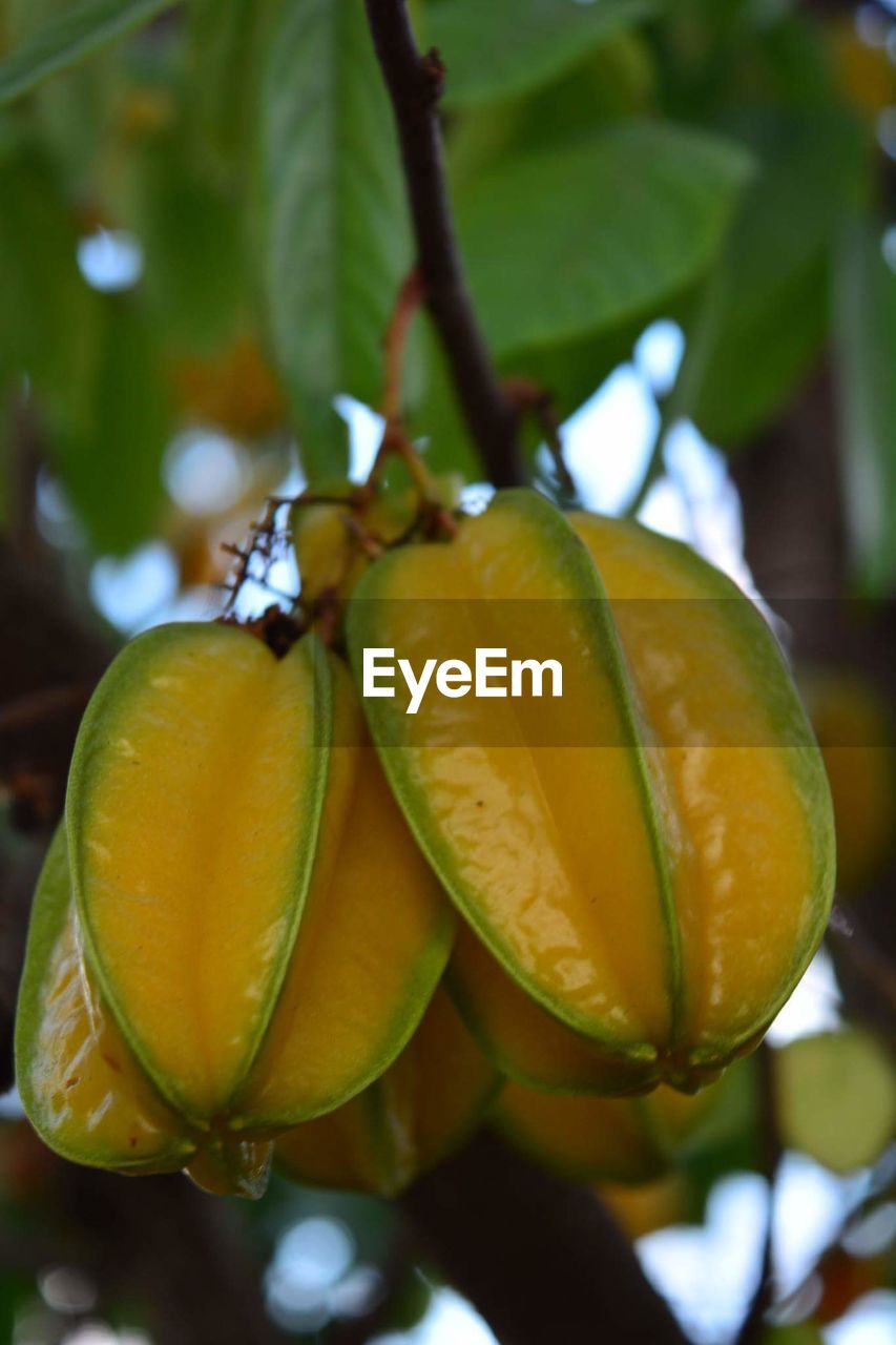 CLOSE-UP OF LEMON ON TREE