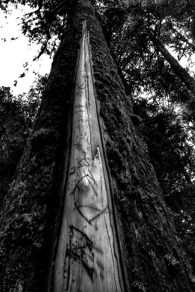 Low angle view of graffiti on peeled tree