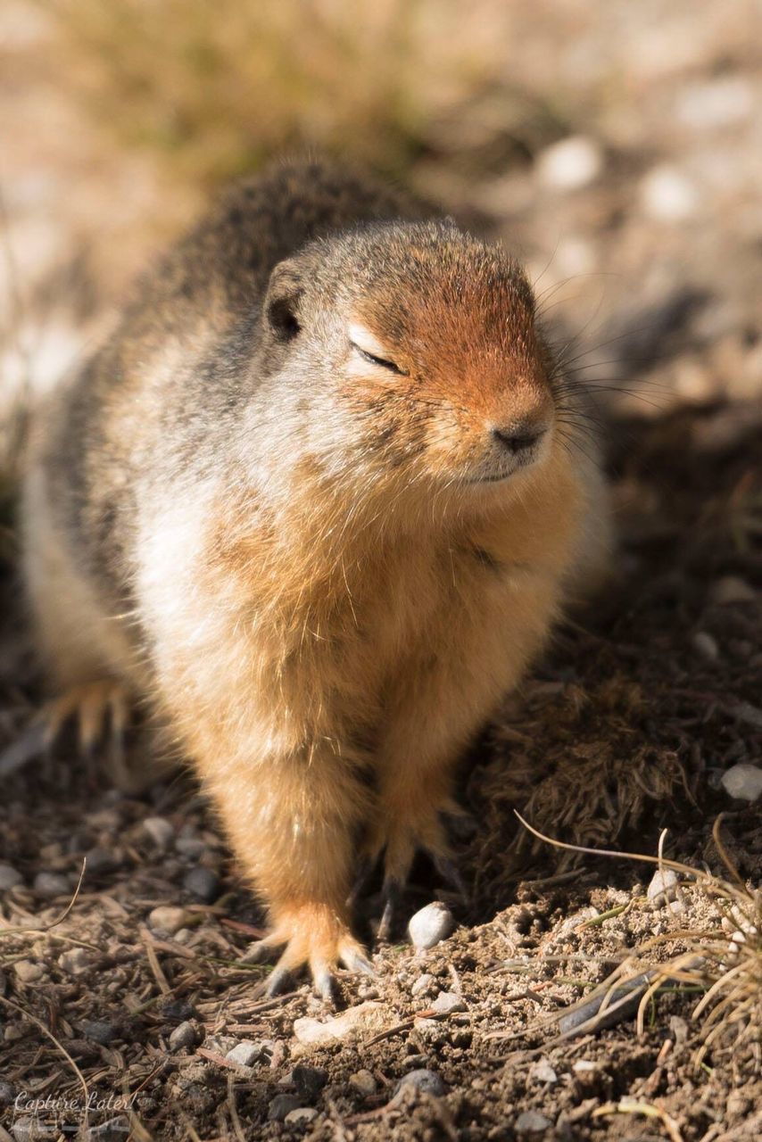 Close-up of prairie dog on field