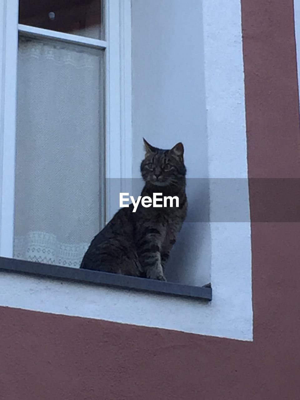 PORTRAIT OF CAT SITTING ON WINDOW