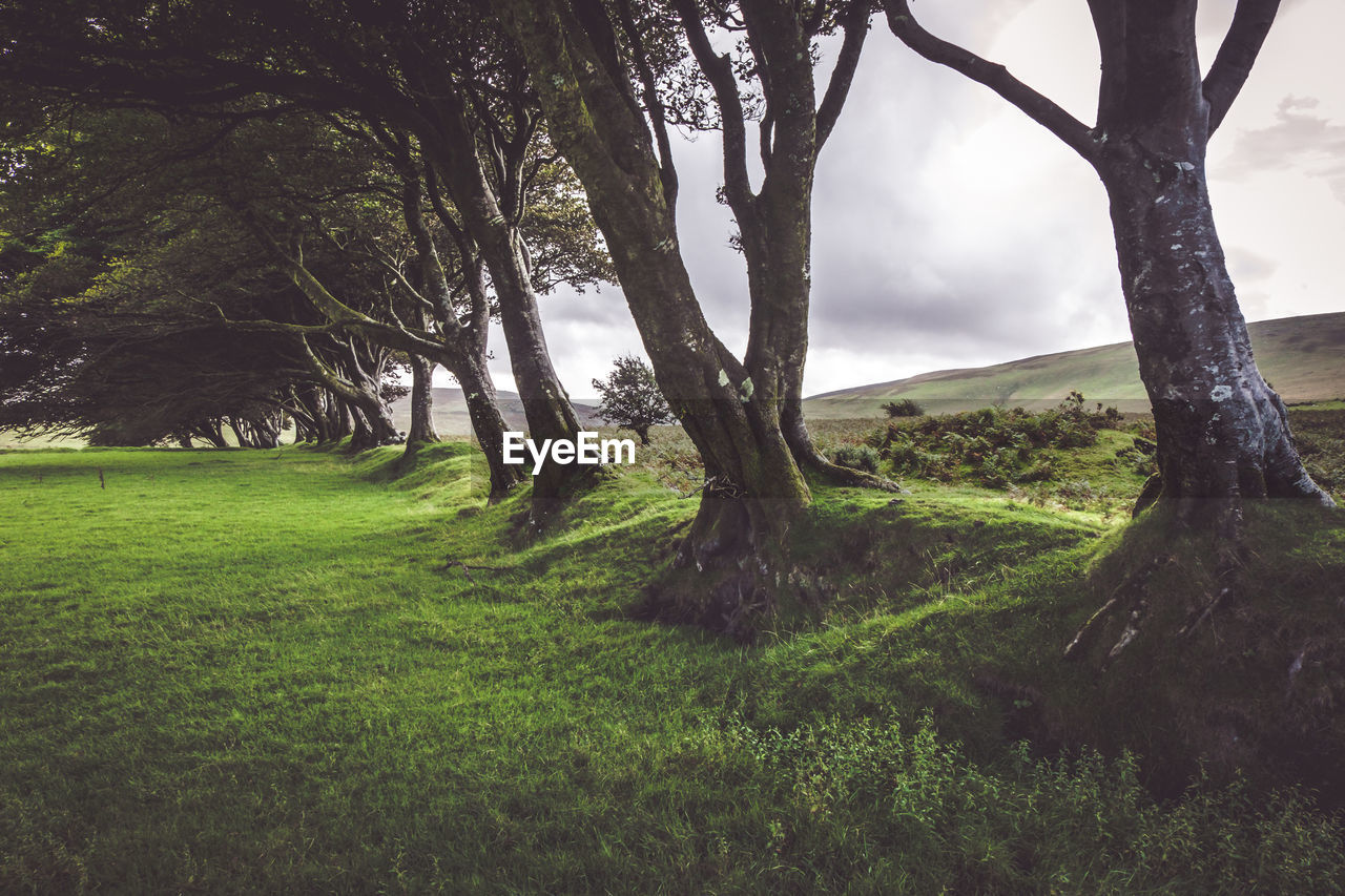 Trees on field