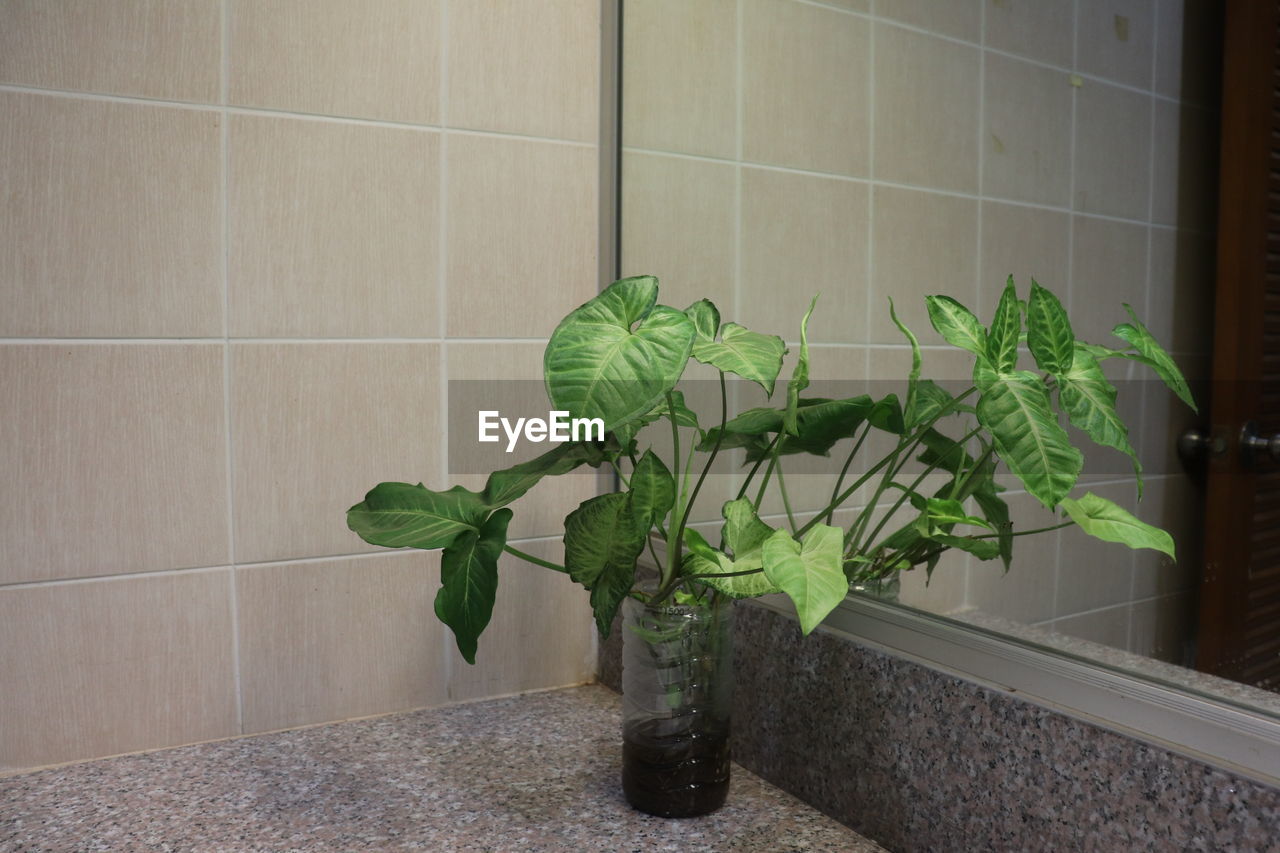 CLOSE-UP OF POTTED PLANT AT HOME
