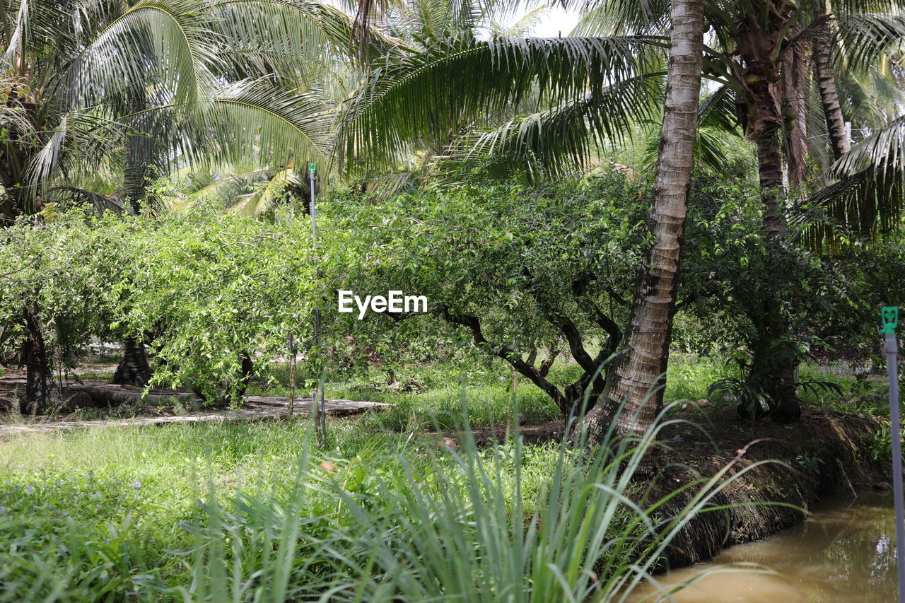 BIRD ON GRASS BY TREE