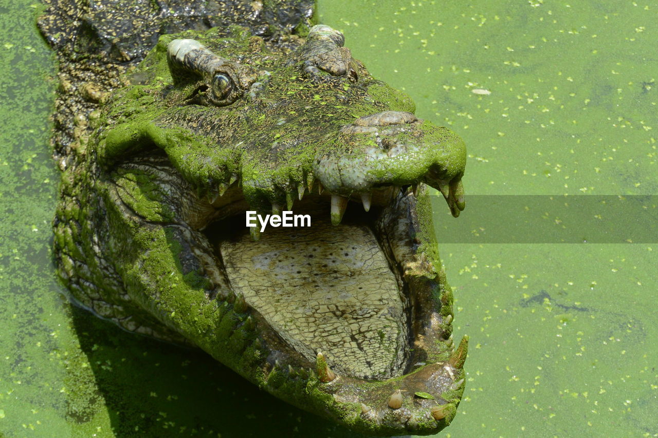 Close up of crocodile in green water