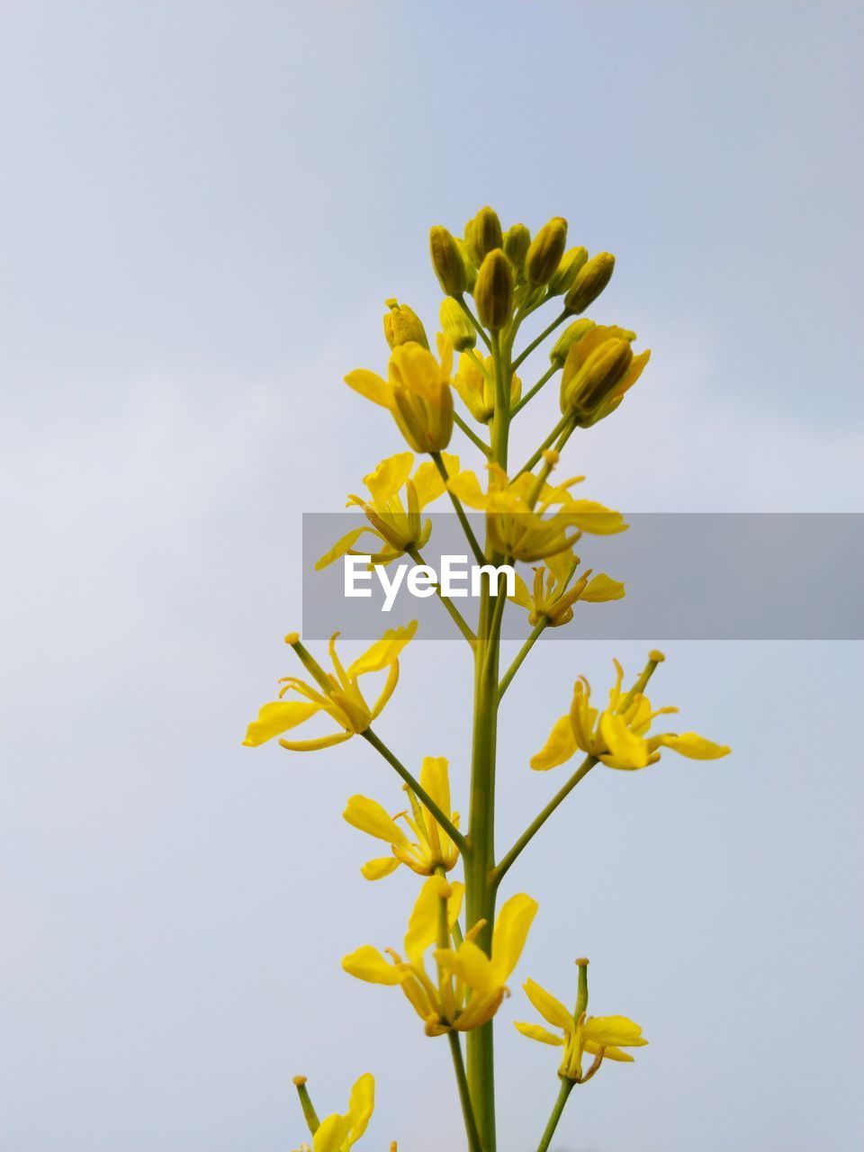 Close-up of yellow flowering plant against sky