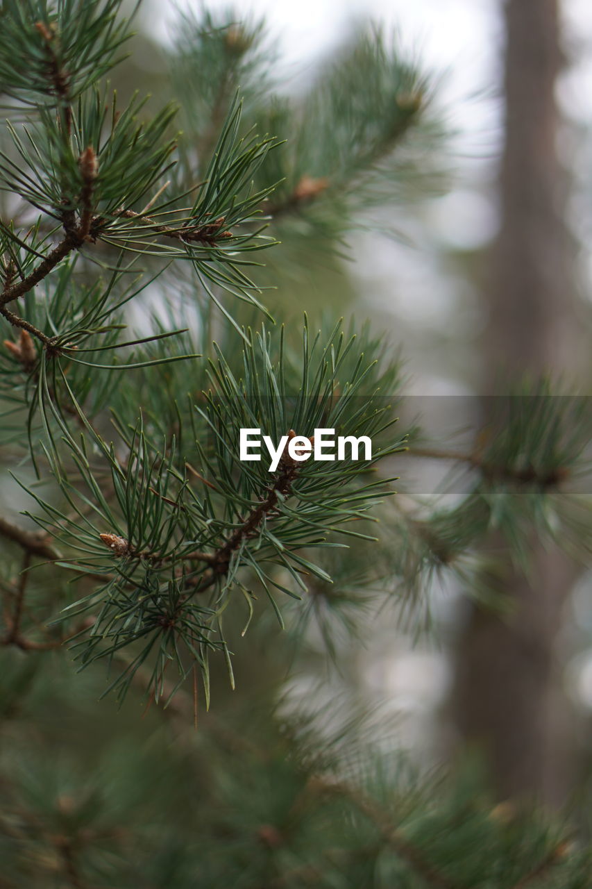 CLOSE-UP OF PINE TREES