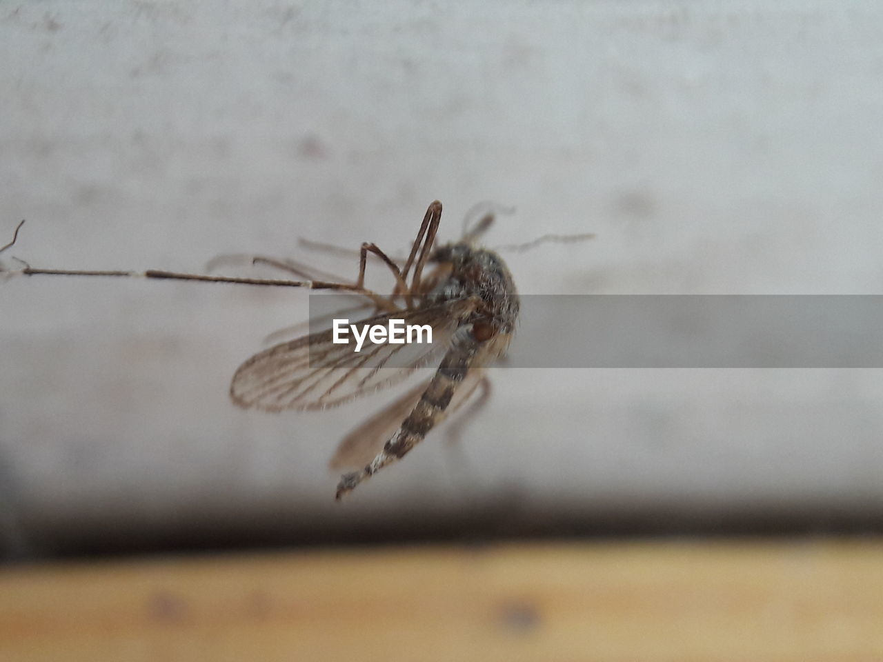 CLOSE-UP OF SPIDER OUTDOORS