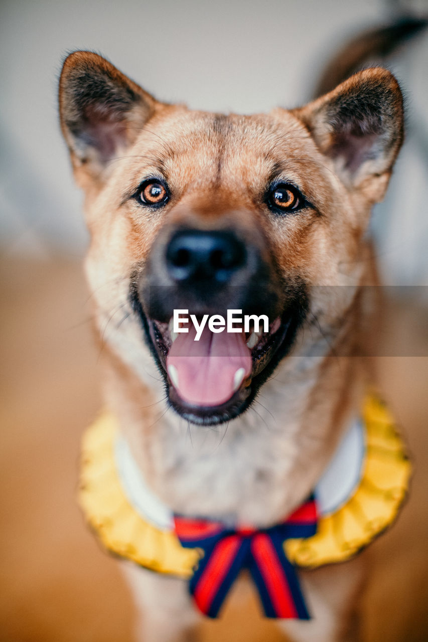 Close-up portrait of dog