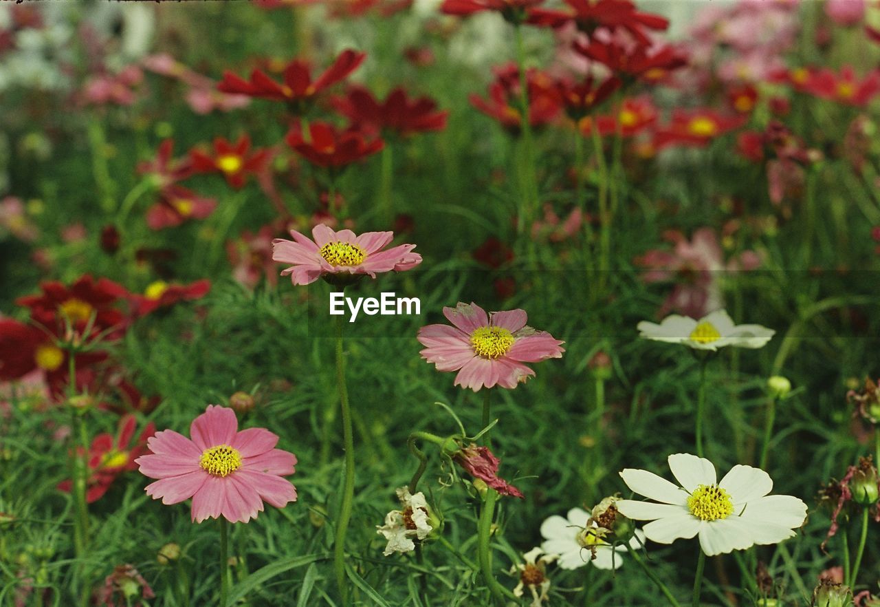 CLOSE-UP OF PINK FLOWERS ON FIELD