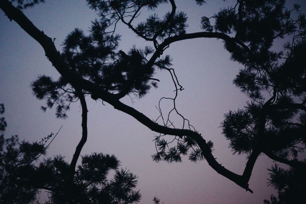 SILHOUETTE OF PALM TREES AGAINST SKY