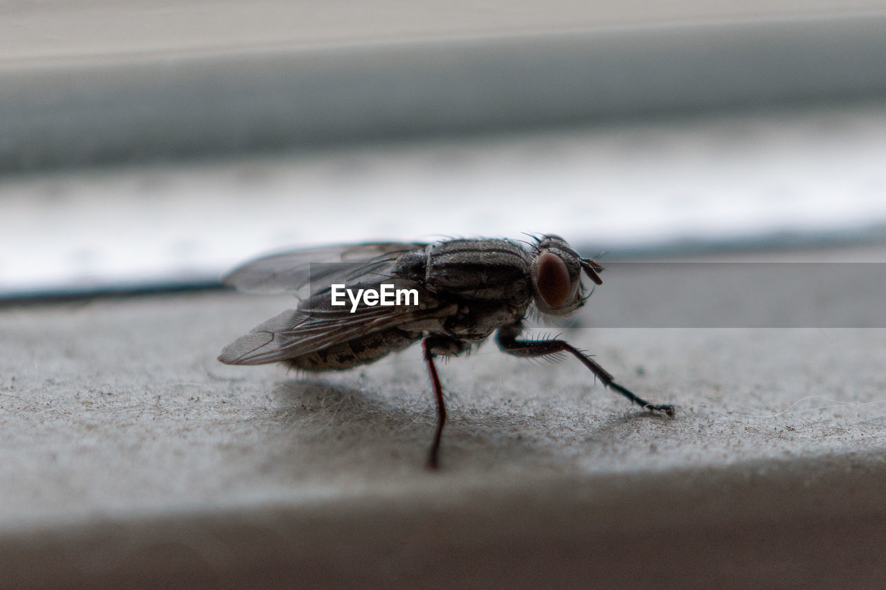 CLOSE-UP OF FLY ON LEAF