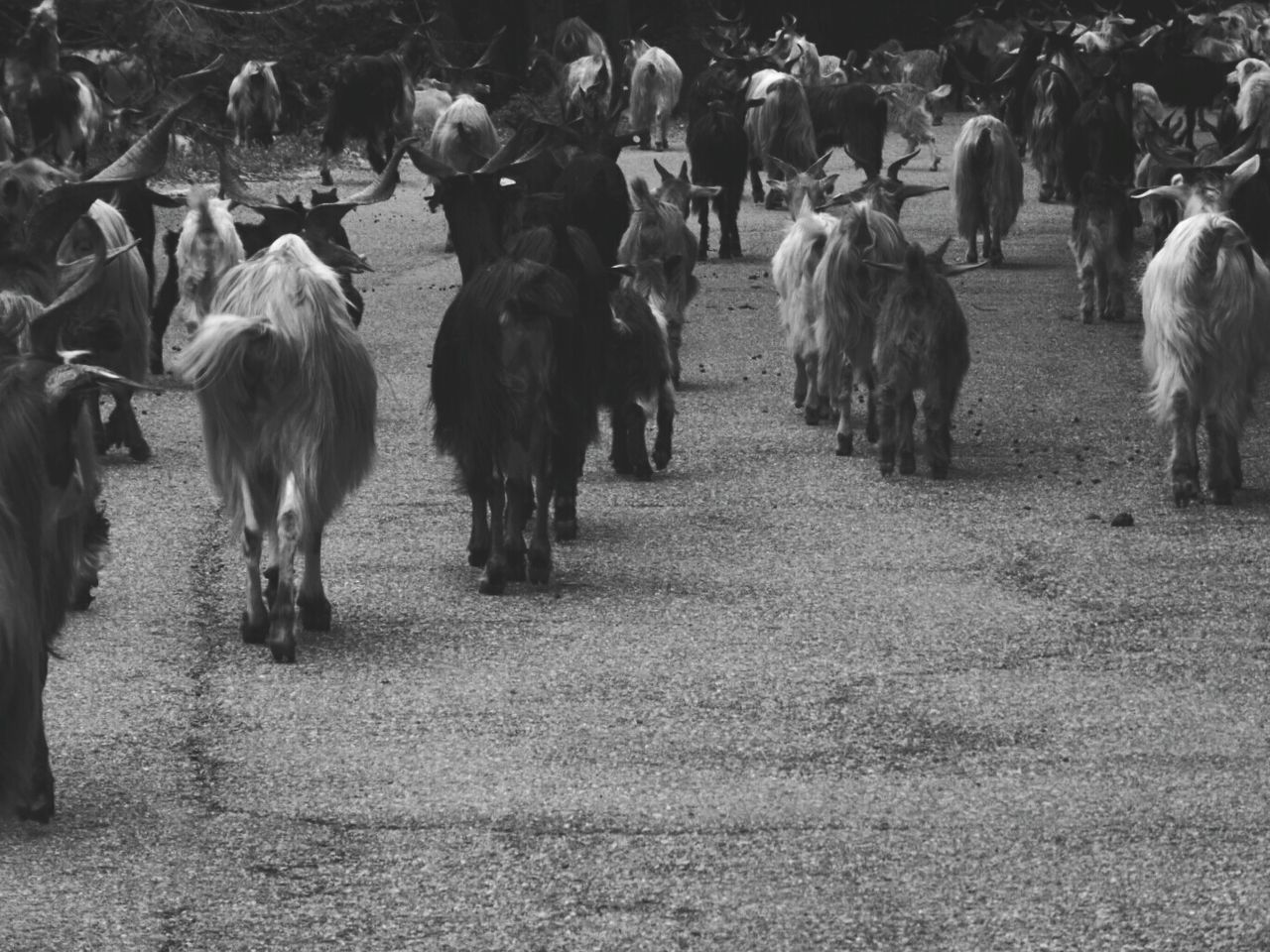 Goats on pathway