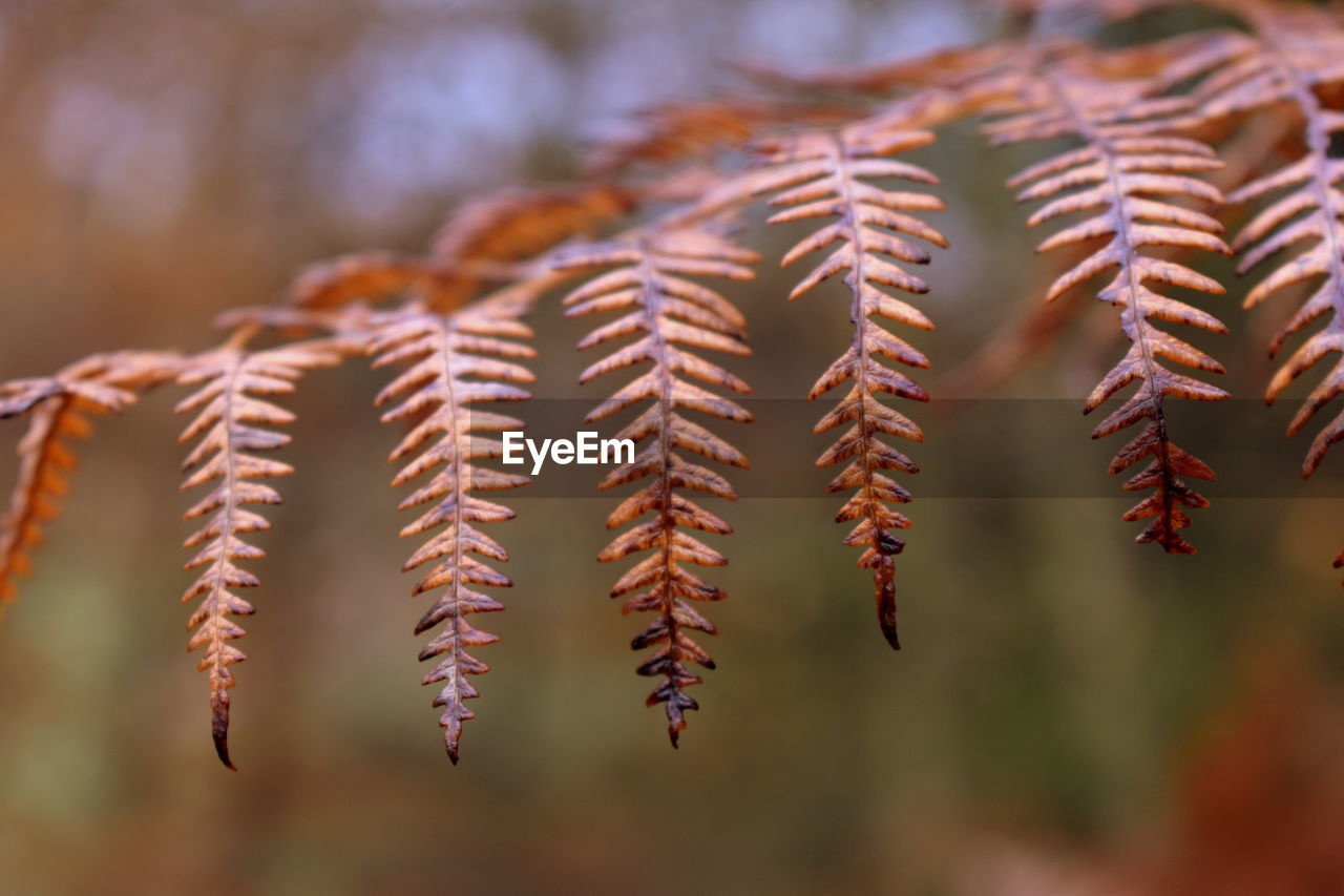 Close-up of leaves on twig