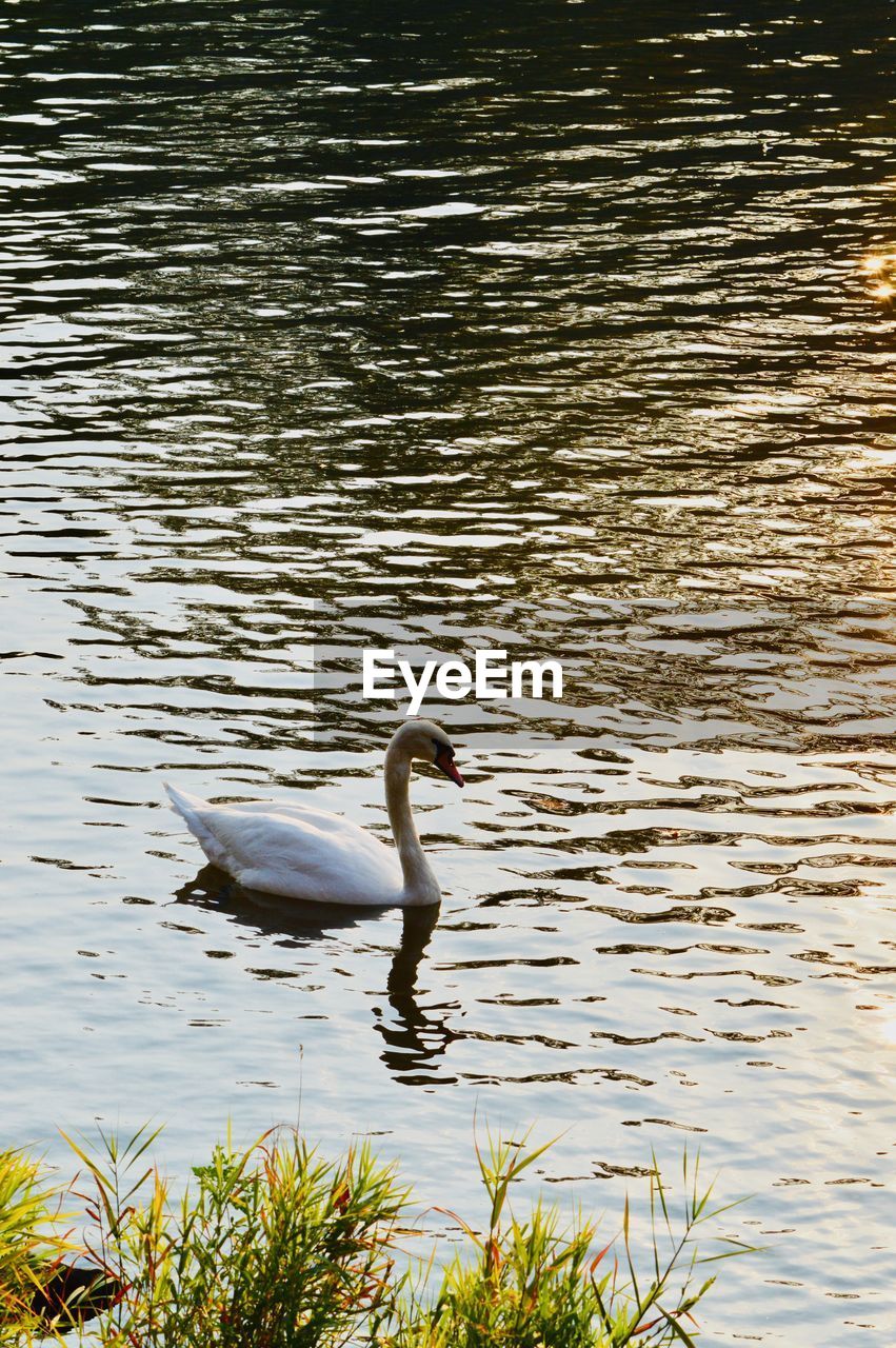 SIDE VIEW OF A SWAN IN WATER