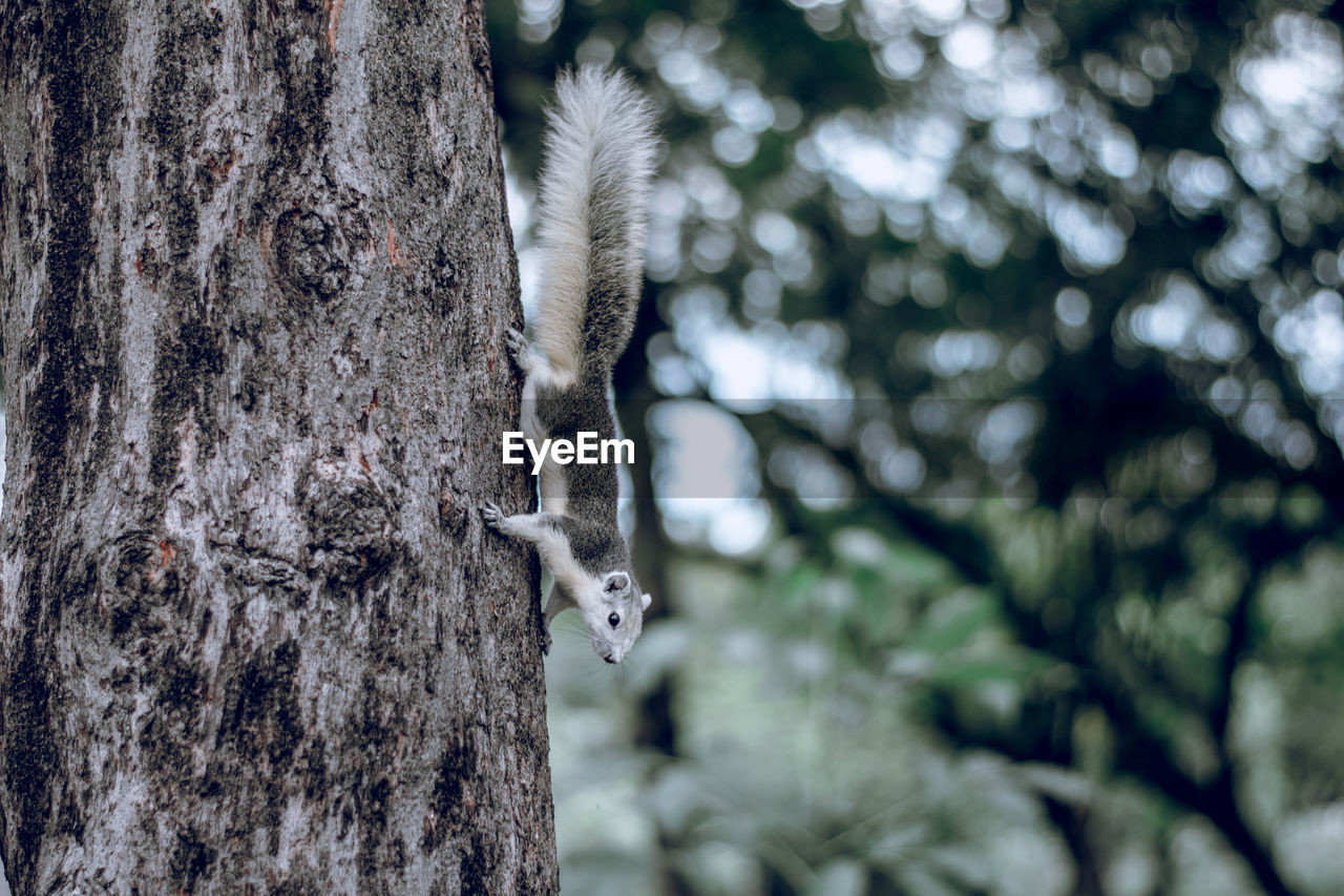 Close-up of squirrel on tree trunk