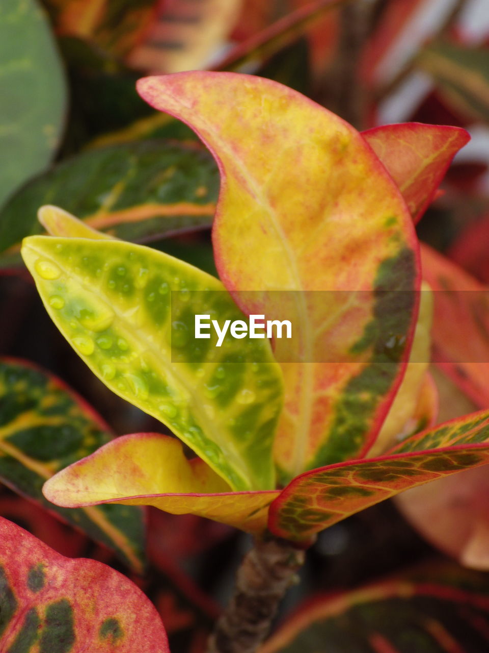 leaf, plant part, plant, nature, flower, close-up, beauty in nature, autumn, macro photography, no people, growth, shrub, red, tree, green, outdoors, yellow, freshness, focus on foreground, food and drink, food, day, multi colored, branch