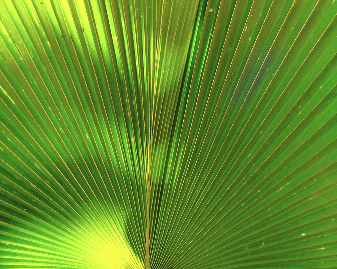 CLOSE-UP OF PALM TREE LEAF IN WATER