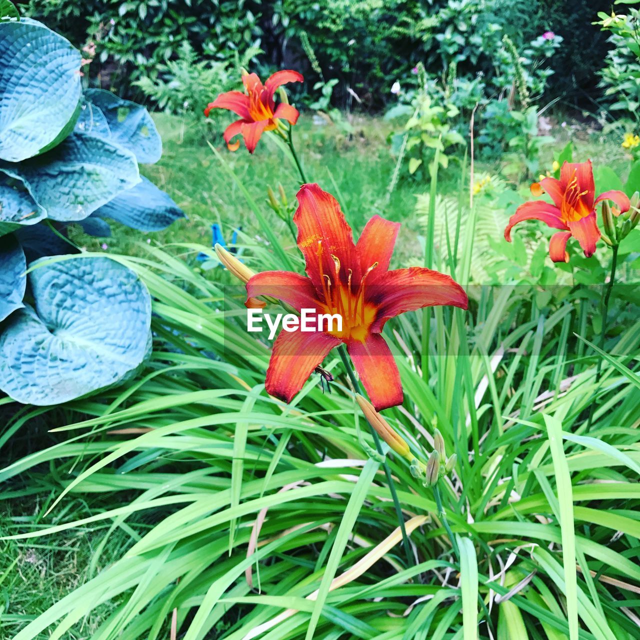 CLOSE-UP OF DAY BLOOMING IN FIELD