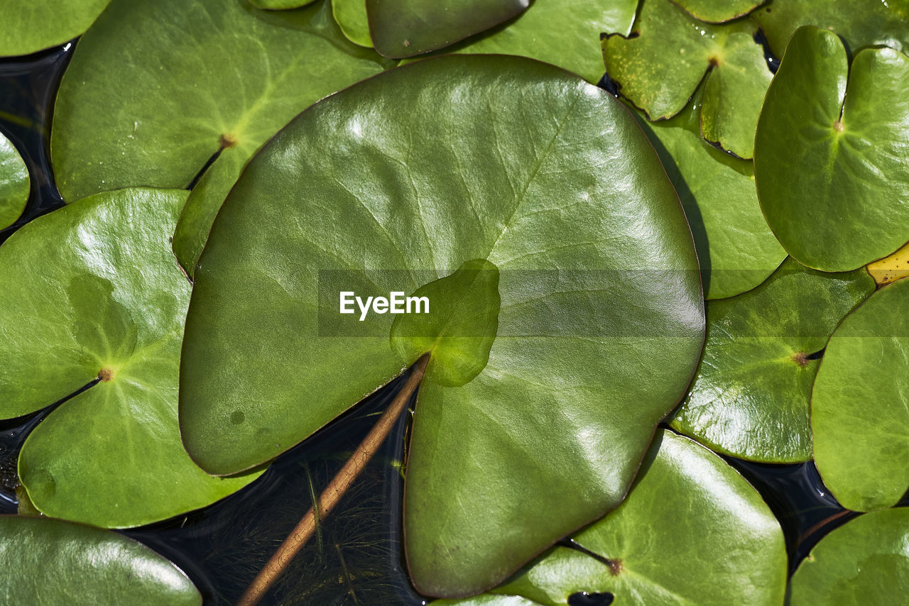 Full frame shot of green leaves