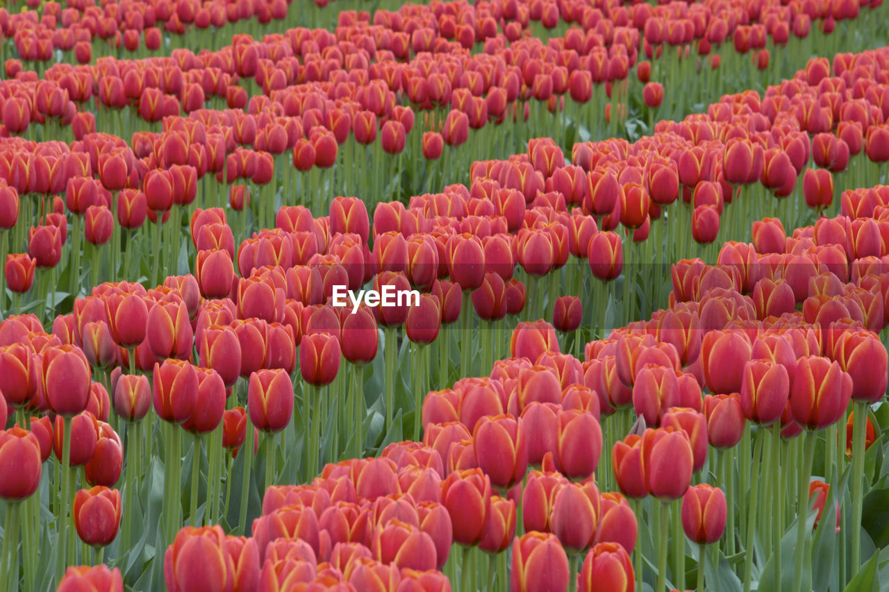 Field of red tulips in field