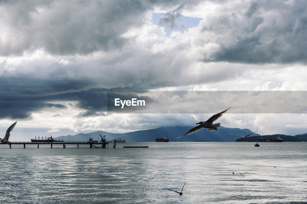 SEAGULLS FLYING OVER BRIDGE AGAINST SKY