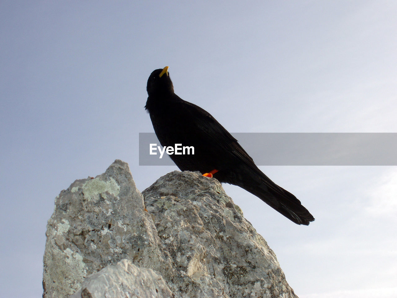 A western or eurasian jackdaw, bird of the crow family on a mountain rock, blue sky