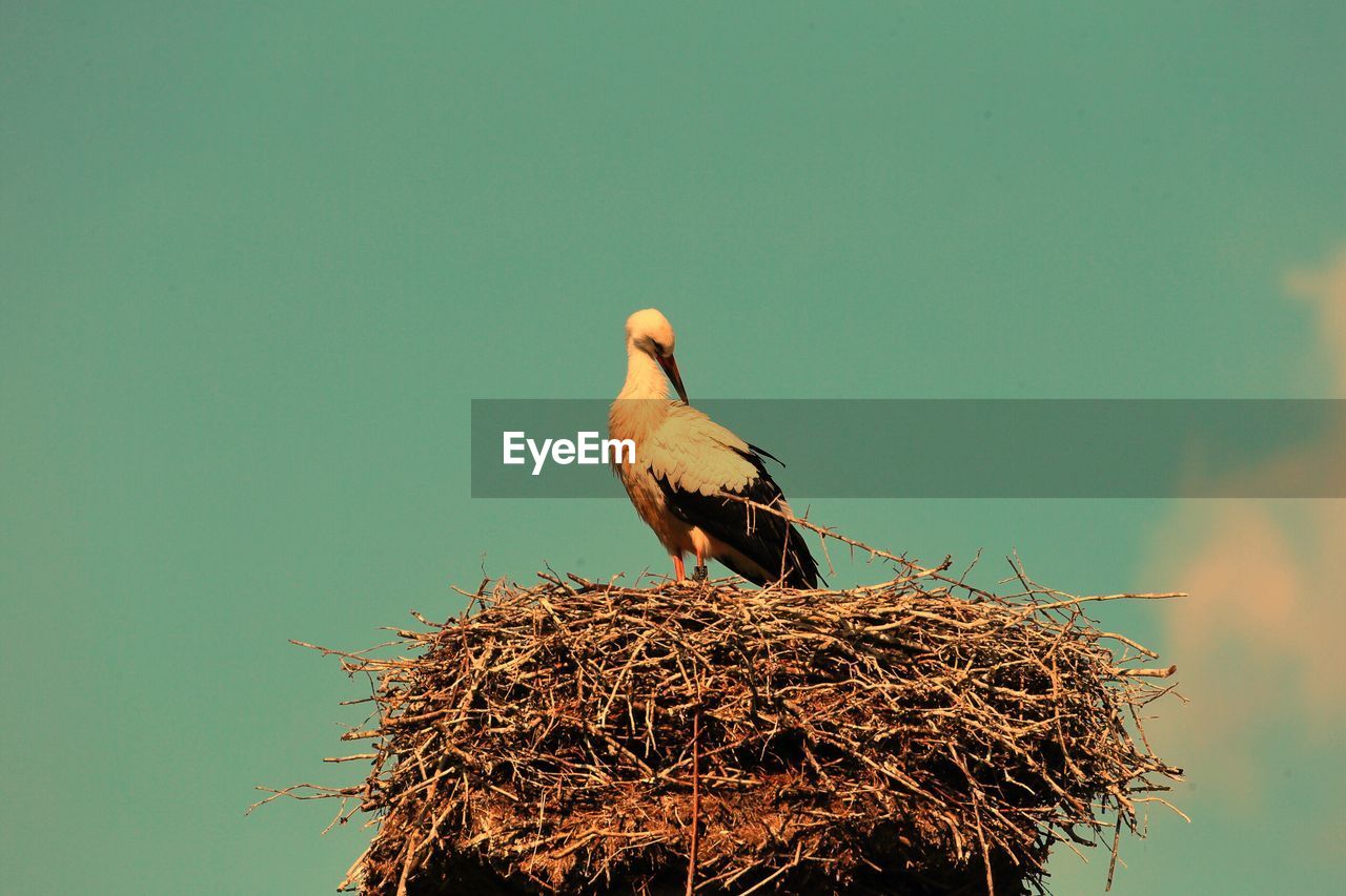 LOW ANGLE VIEW OF BIRD PERCHING AGAINST SKY