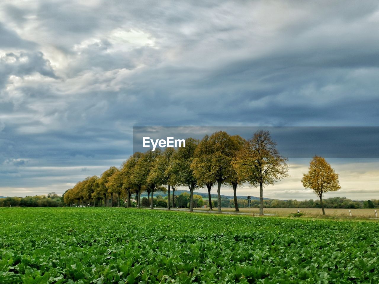 TREES GROWING IN FIELD