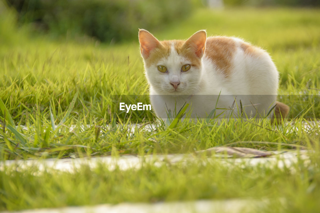 Portrait of cat on grass