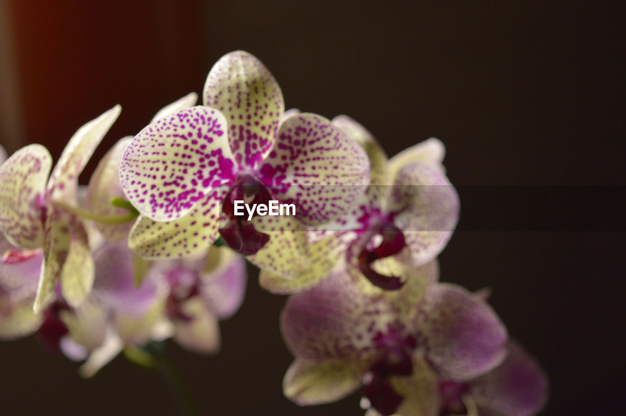 CLOSE-UP OF FLOWERS BLOOMING OUTDOORS