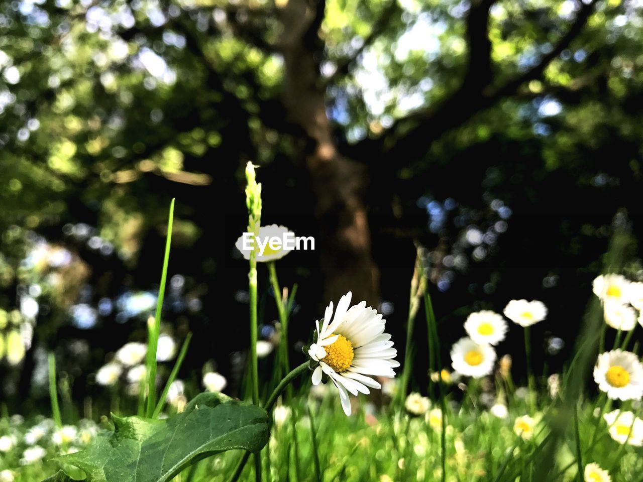 CLOSE-UP OF WHITE FLOWERS BLOOMING OUTDOORS