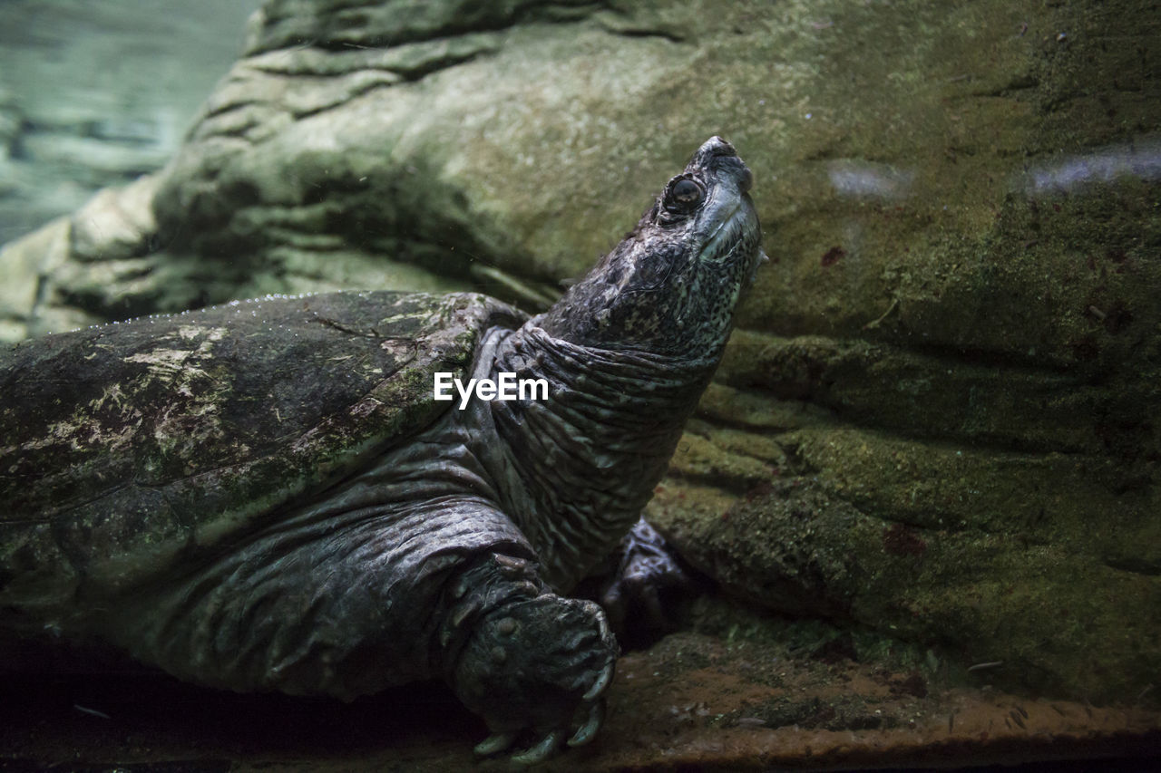 Close-up of turtle on rock